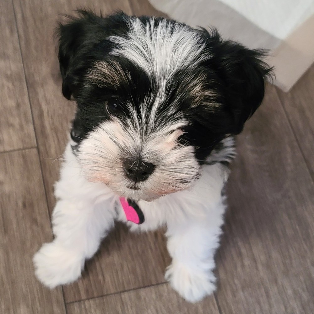 Meet your Posher, Genevieve